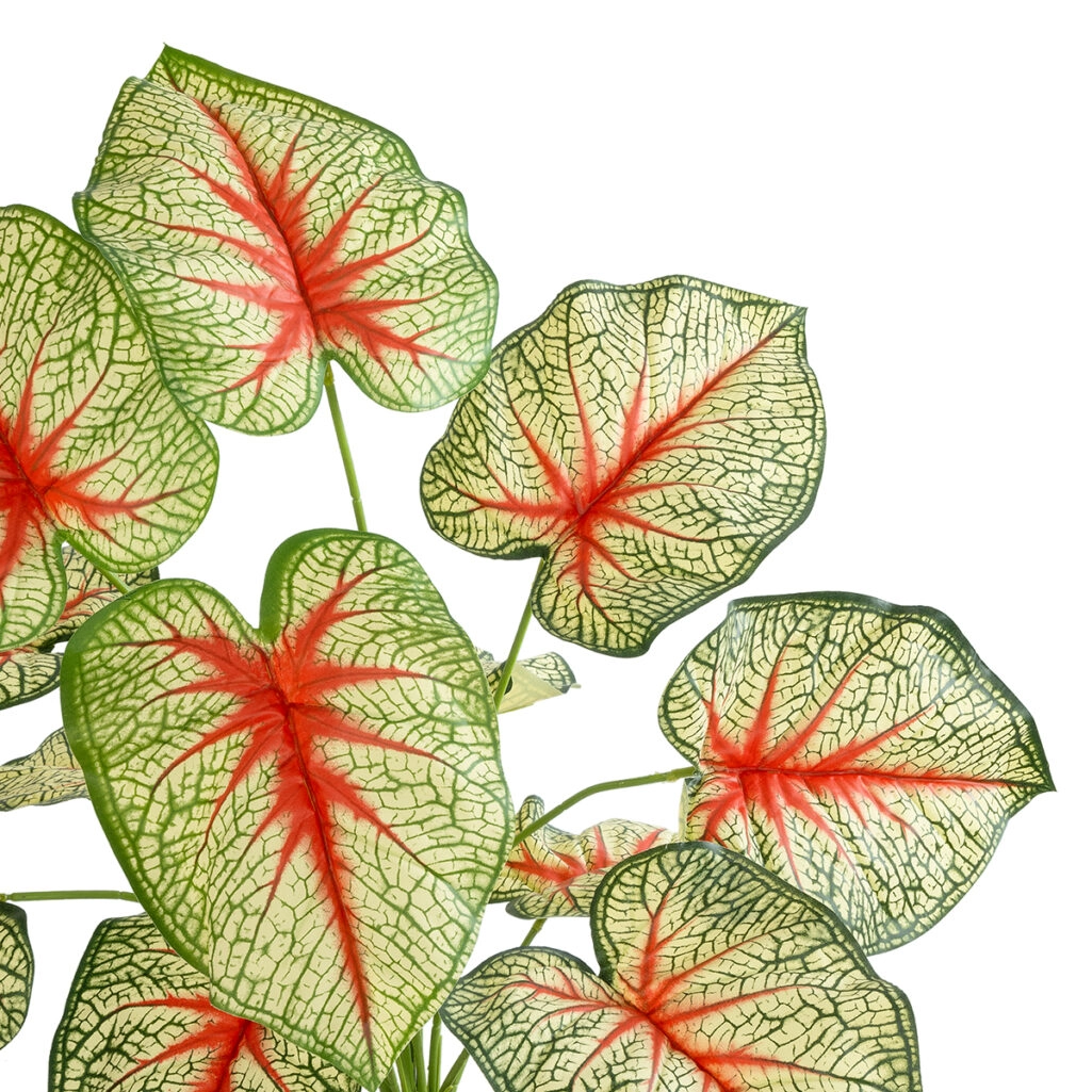 CALADIUM PLANT 20932 Διακοσμητικό Φυτό Καλάντιουμ Φ58 x Υ55cm