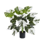 ALBINO MONSTERA PLANT 20935 - Διακοσμητικό Φυτό Λευκή Μονστέρα Φ60 x Υ55cm