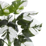 ALBINO MONSTERA PLANT 20935 - Διακοσμητικό Φυτό Λευκή Μονστέρα Φ60 x Υ55cm