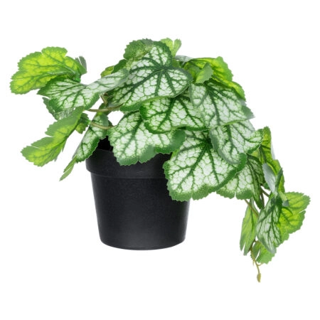WHITE BEGONIA PLANT 20947 Διακοσμητικό Φυτό Λευκή Μπιγόνια Φ23 x Υ16cm - Μικρα Φυτά και Παχύφυτα