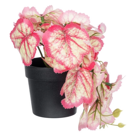 RED BEGONIA PLANT 20948 Διακοσμητικό Φυτό Κόκκινη Μπιγόνια Φ23 x Υ16cm - Μικρα Φυτά και Παχύφυτα