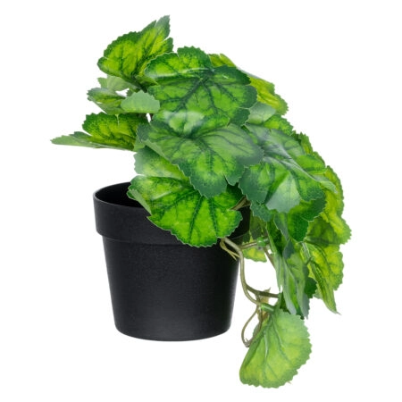 GREEN BEGONIA PLANT 20949 Διακοσμητικό Φυτό Πράσινη Μπιγόνια Φ23 x Υ16cm - Μικρα Φυτά και Παχύφυτα