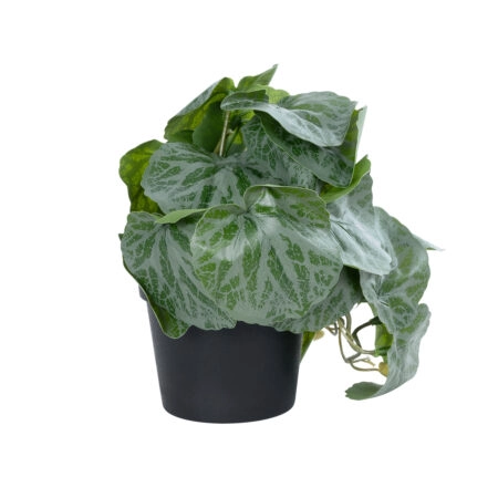 STRAWBERRY PLANT 20950 Διακοσμητικό Φυτό Φραουλιά Φ23 x Υ16cm - Μικρα Φυτά και Παχύφυτα