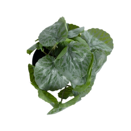 STRAWBERRY PLANT 20950 Διακοσμητικό Φυτό Φραουλιά Φ23 x Υ16cm - Μικρα Φυτά και Παχύφυτα Sticky 1