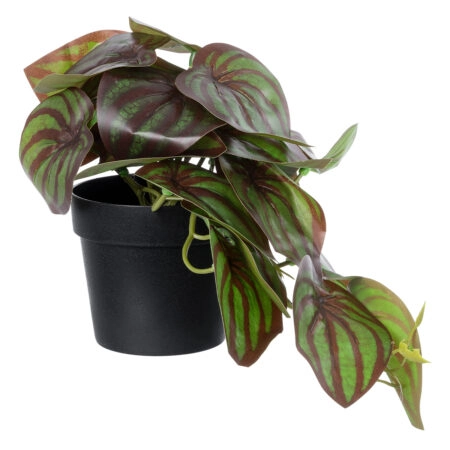BROWN PEPEROMIA PLANT 20952 Διακοσμητικό Φυτό Καφέ Πεπερόμια Φ23 x Υ16cm - Μικρα Φυτά και Παχύφυτα