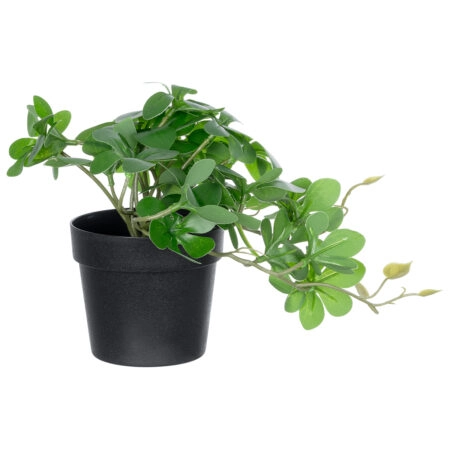 SCHEFFLERA PLANT 20954 Διακοσμητικό Φυτό Σεφλέρα Φ18 x Υ17cm - Μικρα Φυτά και Παχύφυτα