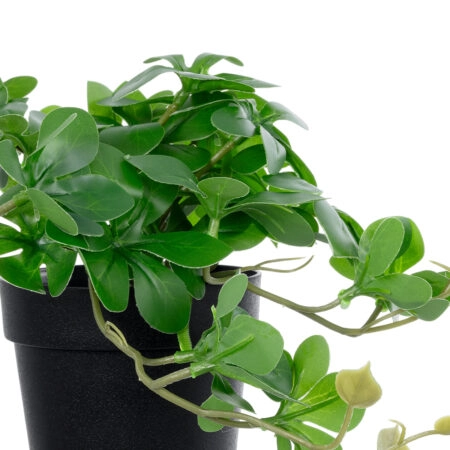 SCHEFFLERA PLANT 20954 Διακοσμητικό Φυτό Σεφλέρα Φ18 x Υ17cm - Μικρα Φυτά και Παχύφυτα Sticky 1