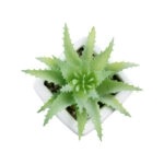 ΠΑΧΥΦΥΤΟ ALOE LOTUS PLANT 20976 Διακοσμητικό Φυτό Παχύφυτο Λωτός Αλόης Φ8 x Υ8cm