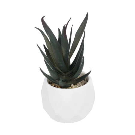 ΠΑΧΥΦΥΤΟ ALOE ΣΕ ΓΛΑΣΤΡΑΚΙ 20978 Διακοσμητικό Φυτό Αλόης Φ7 x Υ14cm - Μικρα Φυτά και Παχύφυτα