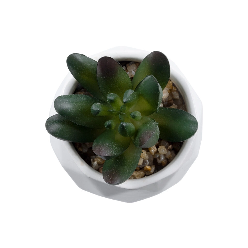 ΠΑΧΥΦΥΤΟ CRASSULA 20979 Διακοσμητικό Φυτό Παχύφυτο Κράσουλα Υ9cm