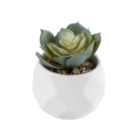 ΠΑΧΥΦΥΤΟ ECHEVERIA 20980 Διακοσμητικό Φυτό Παχύφυτο Εχεβέρια Υ7.5cm - Μικρα Φυτά και Παχύφυτα