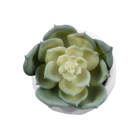 ΠΑΧΥΦΥΤΟ ECHEVERIA 20980 Διακοσμητικό Φυτό Παχύφυτο Εχεβέρια Υ7.5cm - Μικρα Φυτά και Παχύφυτα Sticky 1