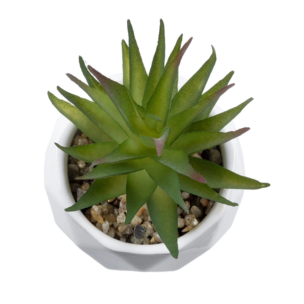 ΠΑΧΥΦΥΤΟ ALOE 20982 Διακοσμητικό Φυτό Παχύφυτο Αλόη Υ11cm