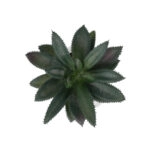 ΠΑΧΥΦΥΤΟ ALOE ΣΕ ΓΛΑΣΤΡΑΚΙ 20983 Διακοσμητικό Φυτό Αλόης Φ9 x Υ12cm