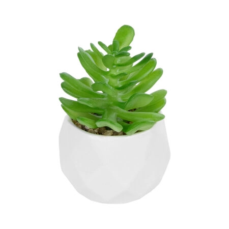ΠΑΧΥΦΥΤΟ CRASSULA ΣΕ ΓΛΑΣΤΡΑΚΙ 20986 Διακοσμητικό Φυτό Κρασούλα Φ6 x Υ10cm - Μικρα Φυτά και Παχύφυτα