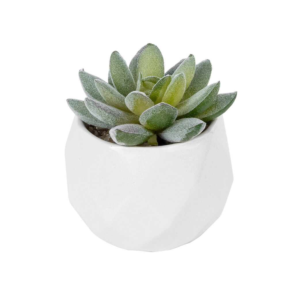 ΠΑΧΥΦΥΤΟ SEDEVERIA ΣΕ ΓΛΑΣΤΡΑΚΙ 20987 Διακοσμητικό Φυτό Σεδεβέρια Φ7 x Υ7,5cm