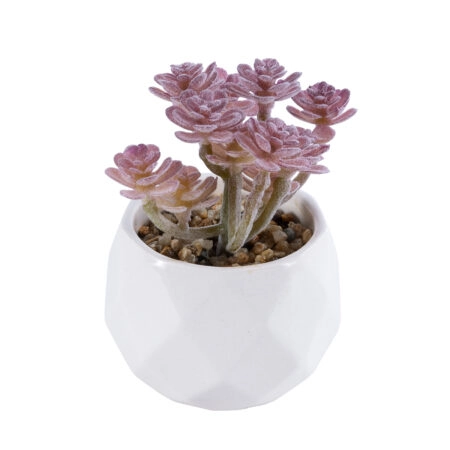 ΠΑΧΥΦΥΤΟ SEDUM 20988 Διακοσμητικό Φυτό Παχύφυτο Σέδο Υ10cm - Μικρα Φυτά και Παχύφυτα