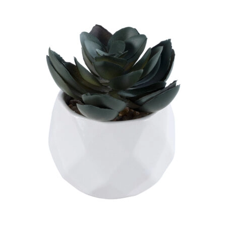 ΠΑΧΥΦΥΤΟ ECHEVERIA 20990 Διακοσμητικό Φυτό Παχύφυτο Εχεβέρια Υ8.5cm - Μικρα Φυτά και Παχύφυτα