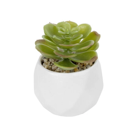 ΠΑΧΥΦΥΤΟ ECHEVERIA ΣΕ ΓΛΑΣΤΡΑΚΙ 20991 Διακοσμητικό Φυτό Εχεβέρια Φ6 x Υ8,5cm - Μικρα Φυτά και Παχύφυτα