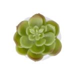 ΠΑΧΥΦΥΤΟ ECHEVERIA ΣΕ ΓΛΑΣΤΡΑΚΙ 20991 Διακοσμητικό Φυτό Εχεβέρια Φ6 x Υ8,5cm