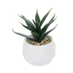 ΠΑΧΥΦΥΤΟ ALOE ΣΕ ΓΛΑΣΤΡΑΚΙ 20992 Διακοσμητικό Φυτό Αλόη Φ8 x Υ12cm