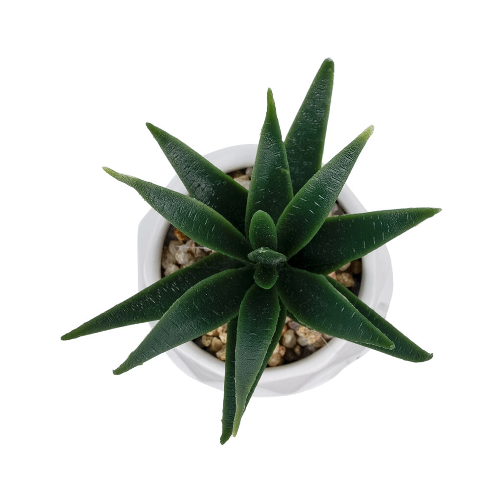 ΠΑΧΥΦΥΤΟ ALOE ΣΕ ΓΛΑΣΤΡΑΚΙ 20992 Διακοσμητικό Φυτό Αλόη Φ8 x Υ12cm
