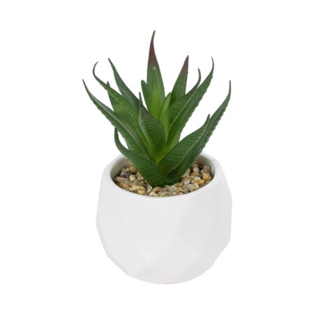 ΠΑΧΥΦΥΤΟ ALOE ΣΕ ΓΛΑΣΤΡΑΚΙ 20993 Διακοσμητικό Φυτό Αλόη Φ8 x Υ12cm - Μικρα Φυτά και Παχύφυτα