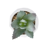 ΠΑΧΥΦΥΤΟ ALOE ΣΕ ΓΛΑΣΤΡΑΚΙ 20999 Διακοσμητικό Φυτό Αλόη  Φ7 x Υ9cm