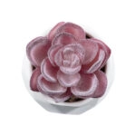 ΠΑΧΥΦΥΤΟ ECHEVERIA 21000 Διακοσμητικό Φυτό Παχύφυτο Εχεβέρια Υ7.5cm