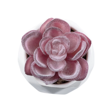 ΠΑΧΥΦΥΤΟ ECHEVERIA 21000 Διακοσμητικό Φυτό Παχύφυτο Εχεβέρια Υ7.5cm - Μικρα Φυτά και Παχύφυτα Sticky 1