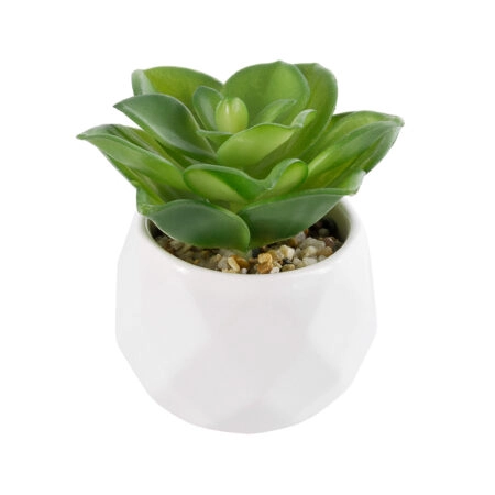 ΠΑΧΥΦΥΤΟ ECHEVERIA 21003 Διακοσμητικό Φυτό Παχύφυτο Εχεβέρια Υ8cm - Μικρα Φυτά και Παχύφυτα