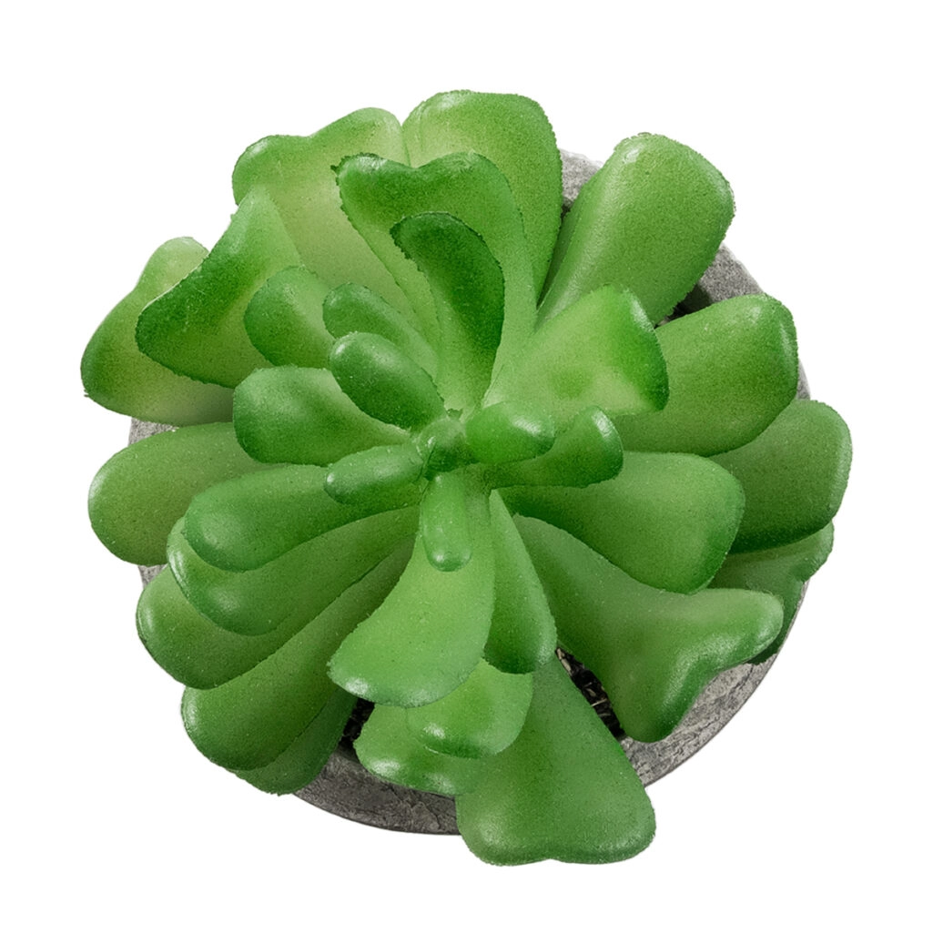 ΠΑΧΥΦΥΤΟ CRASSULA 21014 Διακοσμητικό Φυτό Παχύφυτο Κράσουλα Υ11.5cm
