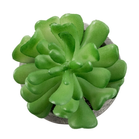 ΠΑΧΥΦΥΤΟ CRASSULA 21014 Διακοσμητικό Φυτό Παχύφυτο Κράσουλα Υ11.5cm - Μικρα Φυτά και Παχύφυτα Sticky 1