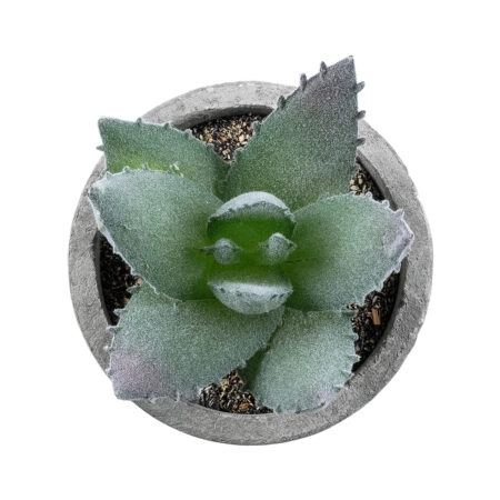 ΠΑΧΥΦΥΤΟ ALOE 21026 Διακοσμητικό Φυτό Παχύφυτο Αλόη Υ10.5cm - Μικρα Φυτά και Παχύφυτα Sticky 1