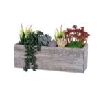 ΠΑΧΥΦΥΤΟ VARIUS PLANT POTTED 21033 Διακοσμητικό Φυτό Μίξ Μ29 x Π10 x Υ18cm