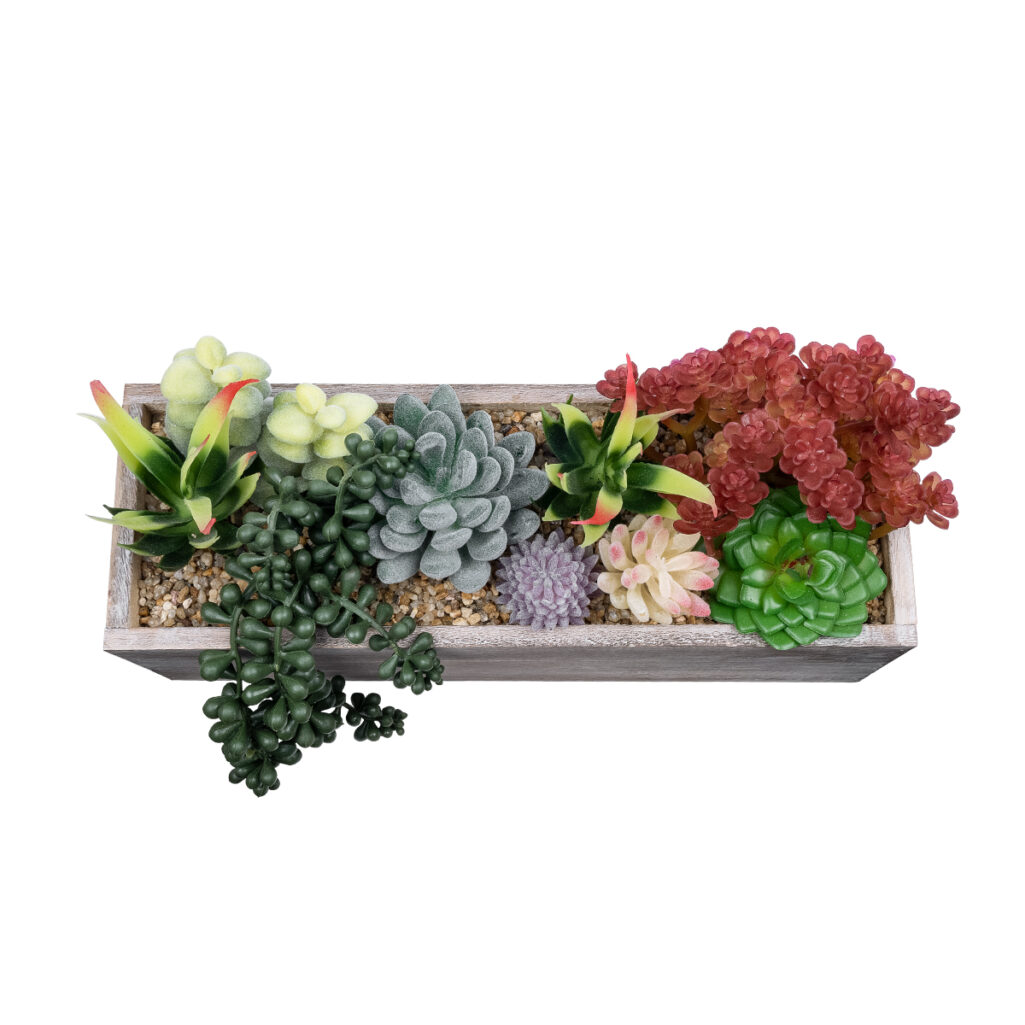 ΠΑΧΥΦΥΤΟ VARIUS PLANT POTTED 21033 Διακοσμητικό Φυτό Μίξ Μ29 x Π10 x Υ18cm