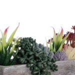 ΠΑΧΥΦΥΤΟ VARIUS PLANT POTTED 21033 Διακοσμητικό Φυτό Μίξ Μ29 x Π10 x Υ18cm