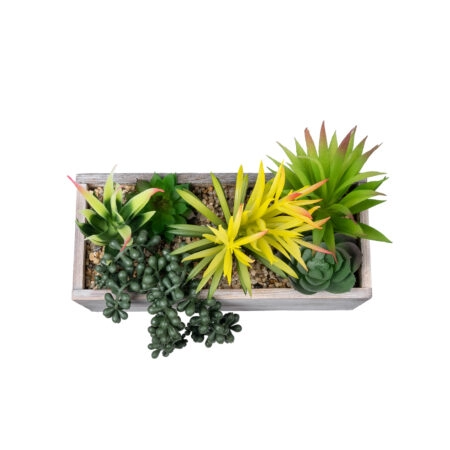 ΠΑΧΥΦΥΤΟ VARIUS PLANT POTTED 21034 Διακοσμητικό Φυτό Μίξ Μ23 x Π13 x Υ23cm - Μικρα Φυτά και Παχύφυτα Sticky 2