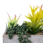ΠΑΧΥΦΥΤΟ VARIUS PLANT POTTED 21034 Διακοσμητικό Φυτό Μίξ Μ23 x Π13 x Υ23cm