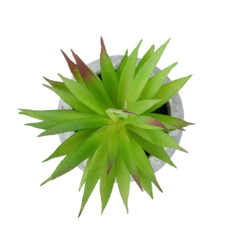 AIR PLANT TILLANDSIA ΣΕ ΓΛΑΣΤΡΑΚΙ 21036 Διακοσμητικό Φυτό Τιλάντσια Φ12 x Υ15cm - Μικρα Φυτά και Παχύφυτα Sticky 1