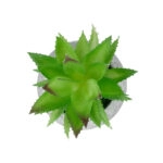 ΠΑΧΥΦΥΤΟ ALOE ΣΕ ΓΛΑΣΤΡΑΚΙ 21037 Διακοσμητικό Φυτό Αλόη Φ10 x Υ15cm