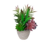 ΠΑΧΥΦΥΤΟ VARIUS PLANT POTTED 21039 Διακοσμητικό Φυτό Μίξ Μ17 x Υ20cm
