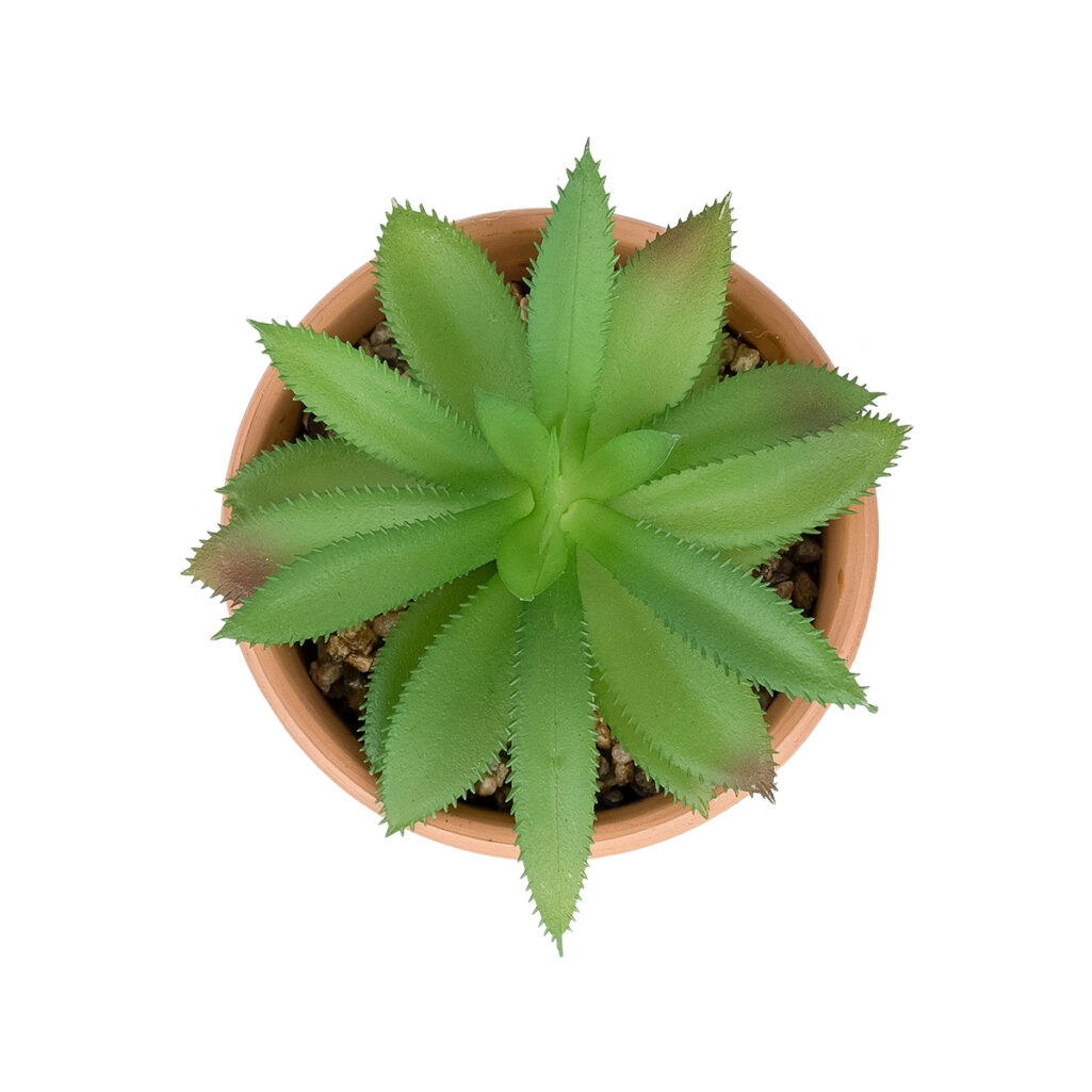 ΠΑΧΥΦΥΤΟ ALOE ΣΕ ΓΛΑΣΤΡΑΚΙ 21040 Διακοσμητικό Φυτό Αλόη Φ9 x Υ14cm