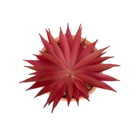 AIR PLANT NEOPHYTUM ΣΕ ΓΛΑΣΤΡΑΚΙ 21042 Διακοσμητικό Φυτό Νεόφυτο Φ12 x Υ15cm - Μικρα Φυτά και Παχύφυτα Sticky 1