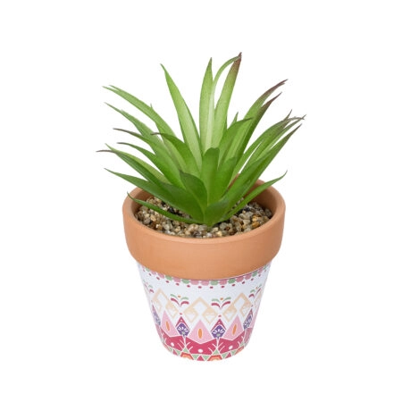 AIR PLANT NEOPHYTUM ΣΕ ΓΛΑΣΤΡΑΚΙ 21043 Διακοσμητικό Φυτό Νεόφυτο Φ12 x Υ15cm - Μικρα Φυτά και Παχύφυτα