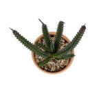 ΠΑΧΥΦΥΤΟ EUPHORBIA ΣΕ ΓΛΑΣΤΡΑΚΙ 21045 Διακοσμητικό Φυτό Ευφορβία Φ11 x Υ19cm