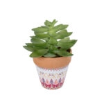 ΠΑΧΥΦΥΤΟ ECHEVERIA ΣΕ ΓΛΑΣΤΡΑΚΙ 21048 Διακοσμητικό Φυτό Εχεβέρια Φ13 x Υ18cm