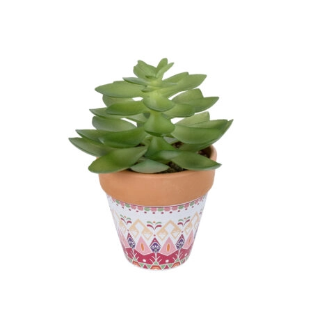 ΠΑΧΥΦΥΤΟ ECHEVERIA ΣΕ ΓΛΑΣΤΡΑΚΙ 21048 Διακοσμητικό Φυτό Εχεβέρια Φ13 x Υ18cm - Μικρα Φυτά και Παχύφυτα