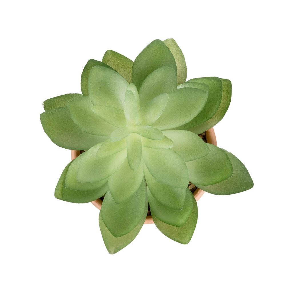 ΠΑΧΥΦΥΤΟ ECHEVERIA ΣΕ ΓΛΑΣΤΡΑΚΙ 21048 Διακοσμητικό Φυτό Εχεβέρια Φ13 x Υ18cm