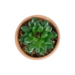ΠΑΧΥΦΥΤΟ SANSEVIERIA ΣΕ ΓΛΑΣΤΡΑΚΙ 21051 Διακοσμητικό Φυτό Σανσεβιέρια Φ8x Υ14cm